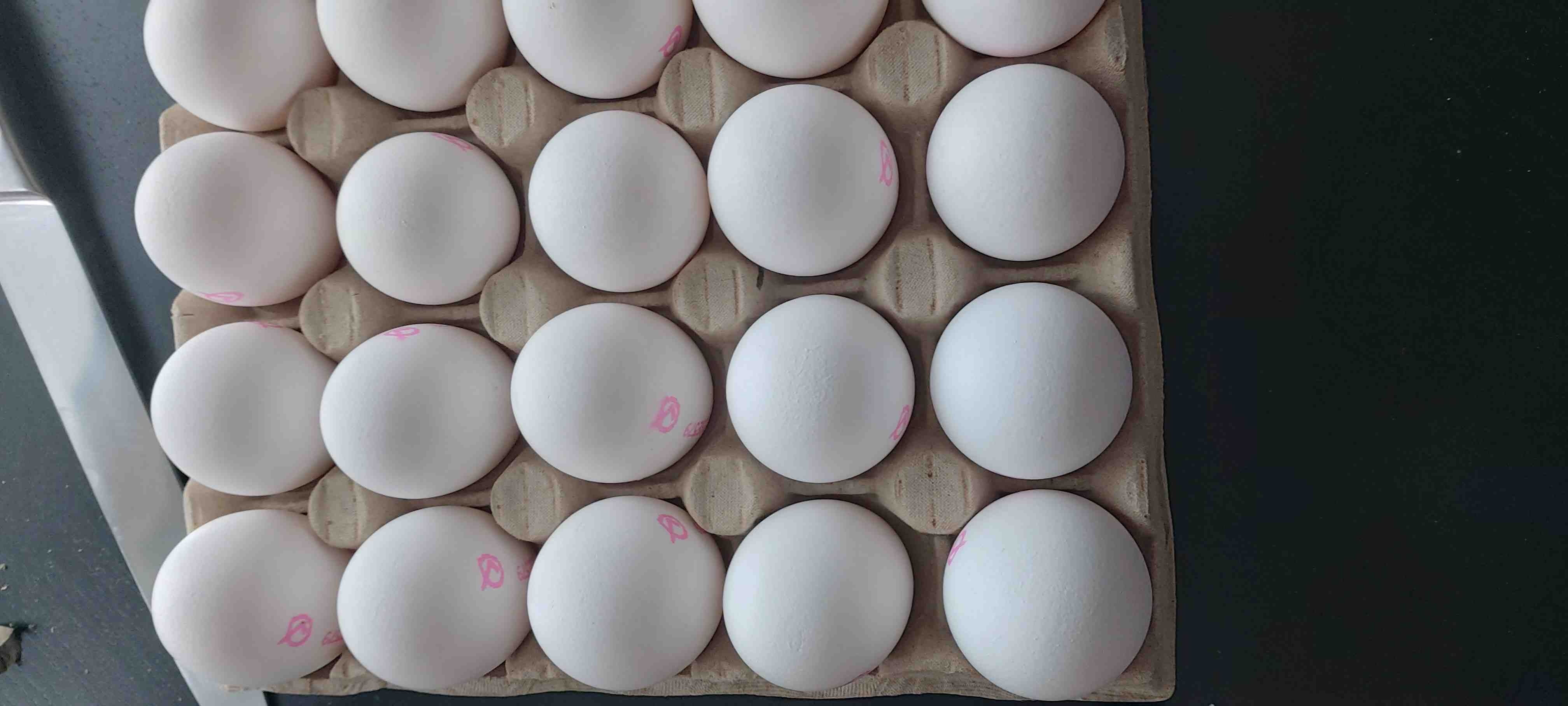 Ägg